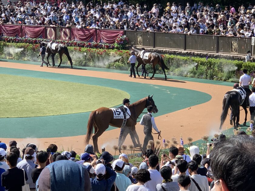 東京競馬場　パドック